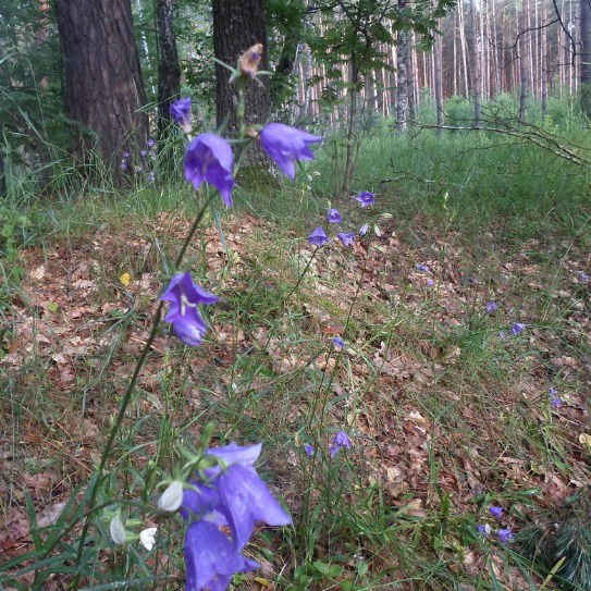 Вера Берникович