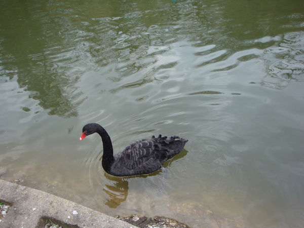 Александр Родионов