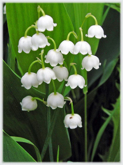 Альмира Клычева