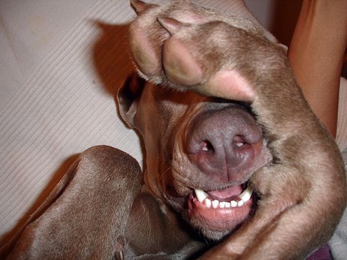 Лариса Нестерова