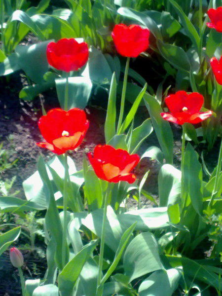 Владимир Верещагин