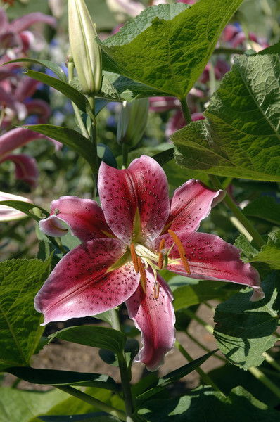 Лилия Ефремова