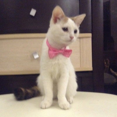 Вероника Соколова