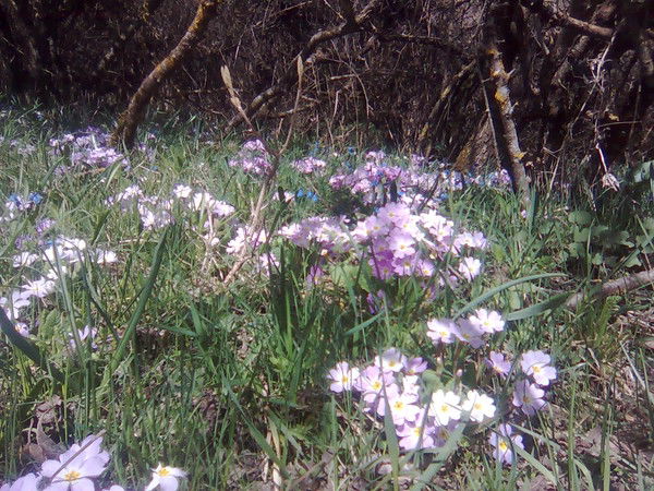 Наиб Вердиев