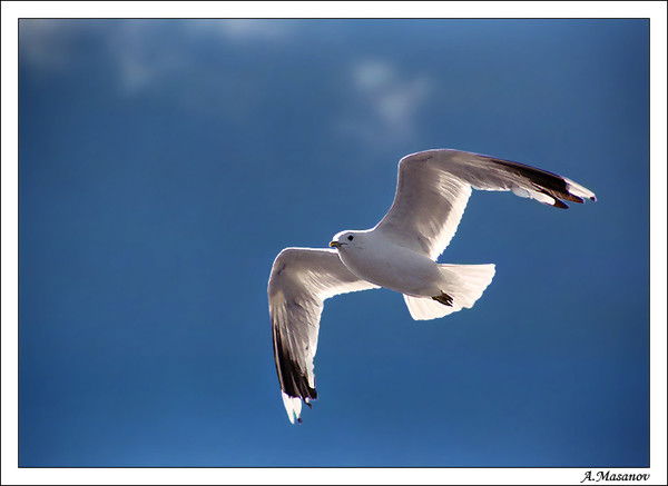 Larus ***