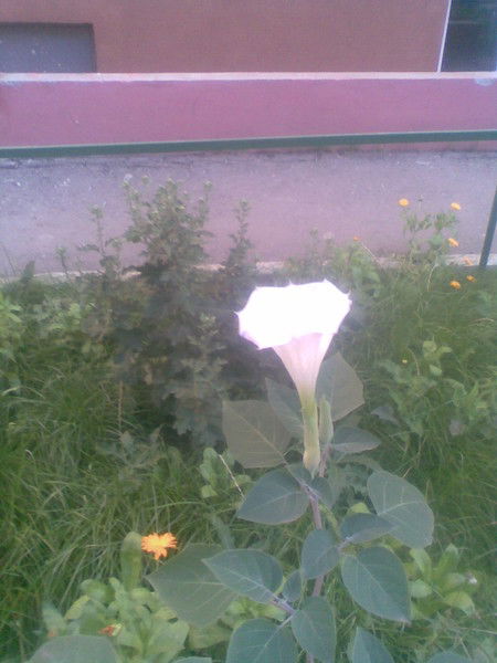 Aлина Романова