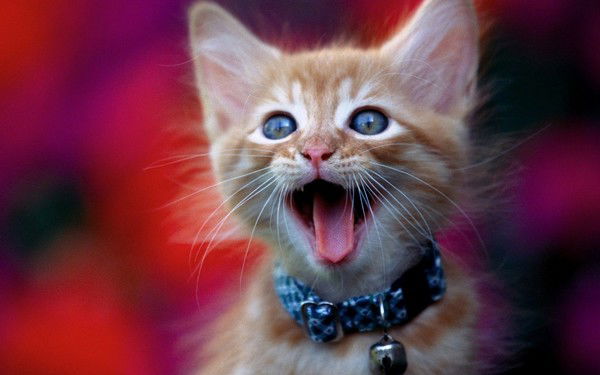 Колосова Виктория