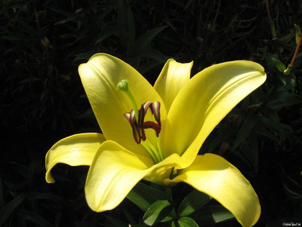 Наталия Шепета