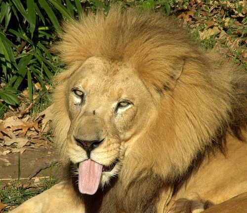 Вадим Комолов