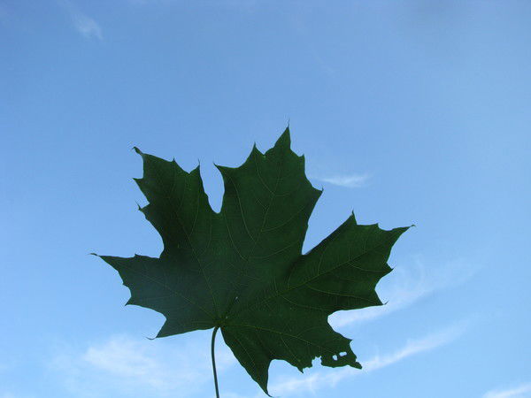 Светлана Доронова