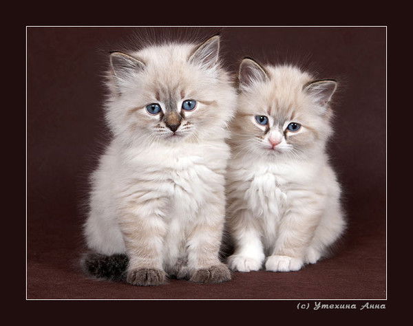 Татьяна Краус(Шабанова)