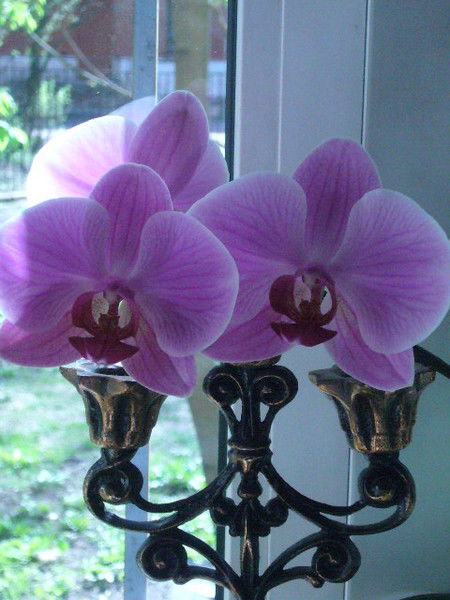 Любовь Фрай