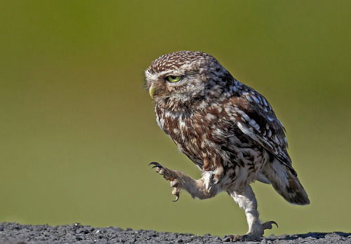 Айнаш Тулепбергенова