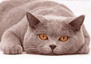 Павел Волчков