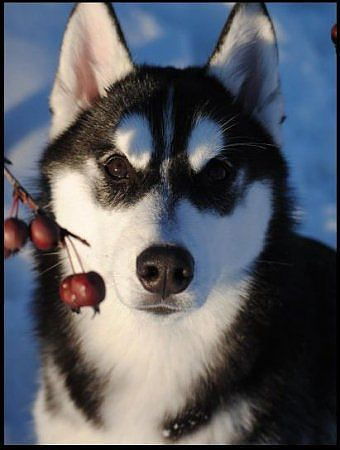 Ирина Тиллоева