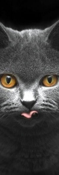 Доминика Лазаридис