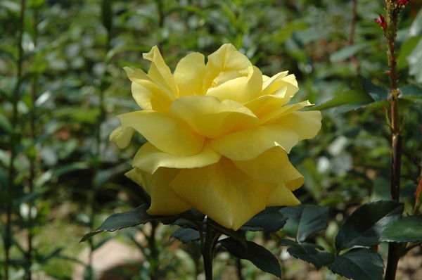 Галина Иванова