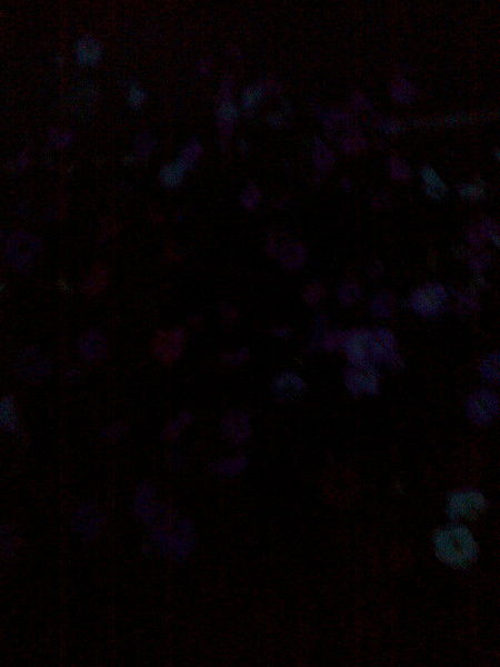 Раиса Колесникова