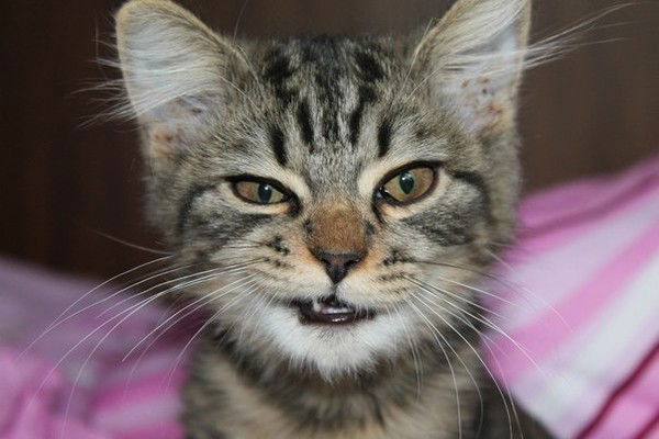 Рома Баринов