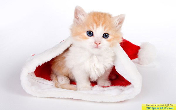 Татьяна Василенко