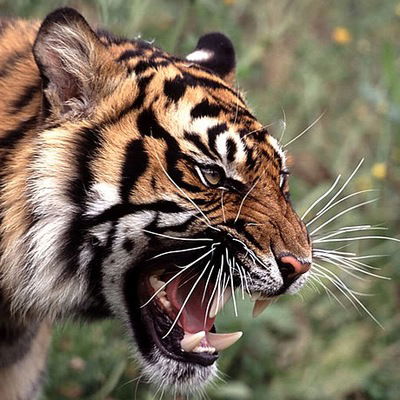 Булахова Настя