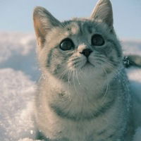 Камилла Дашенко