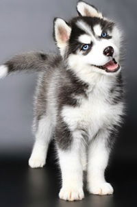 Вікторія Сборщикова