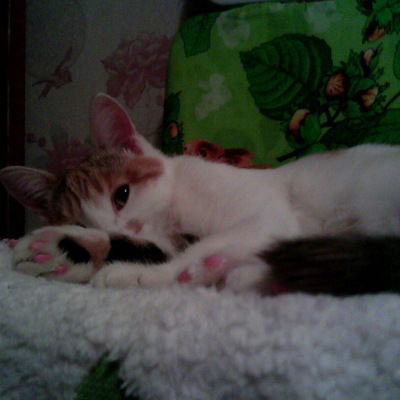 Эвелина Дарк