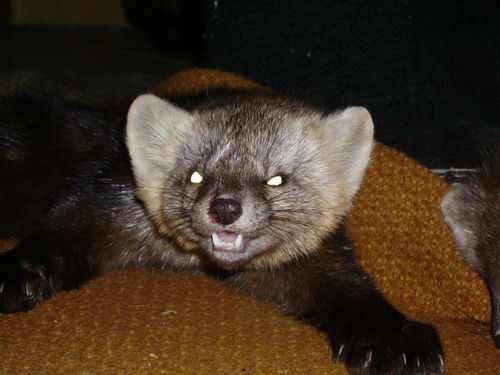 Ирина Позднякова