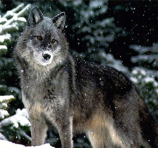 Марина Бойцова