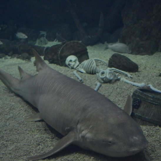 Дамир Хасанов