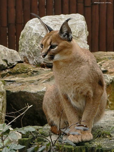 Оксана Ямалетдинова