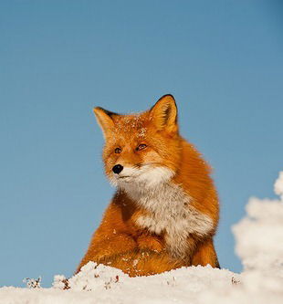 Неизвестно Неизвестно