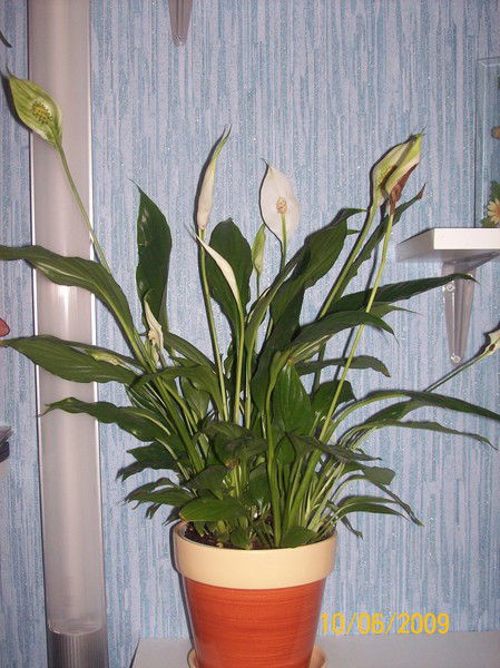 Анастасия Мужуренко