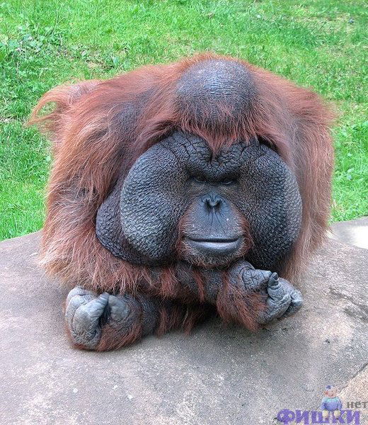 Антон Тарлецкий