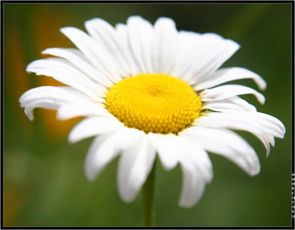 Роман Лосев