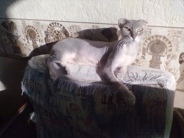 Эрика Балабинская