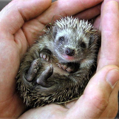 Алла Торопова-Кузнецова