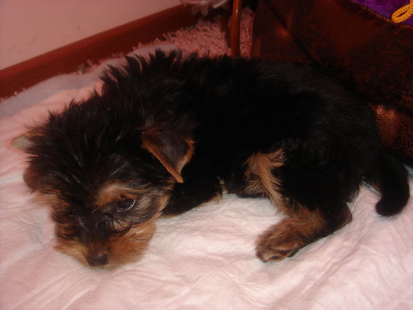 Сона Маргарян