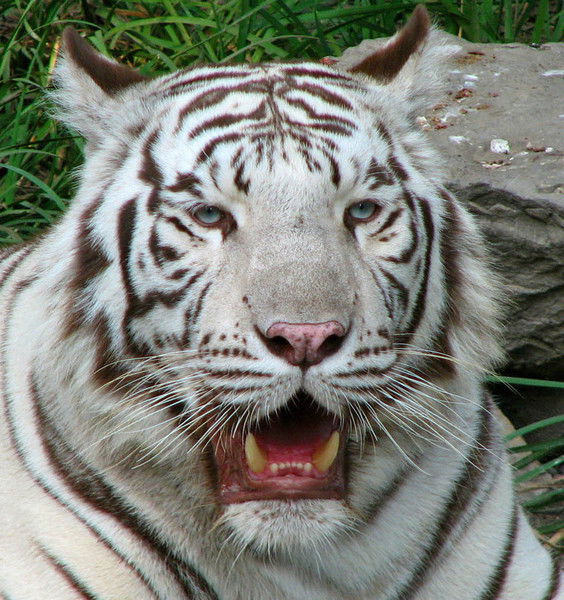 Нариман Мынбаев