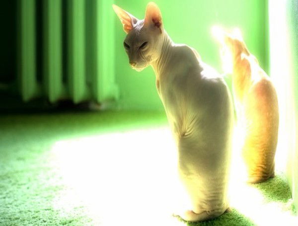 Александра Гордеева