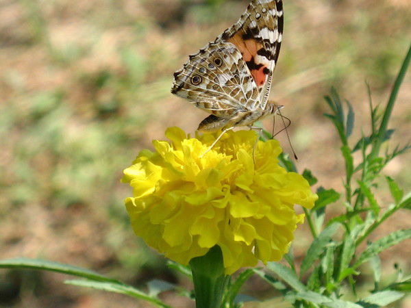 Ольга Крылова
