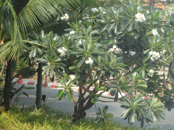 Алла Гришина