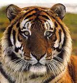 [Viking] Nikitch [Бик]