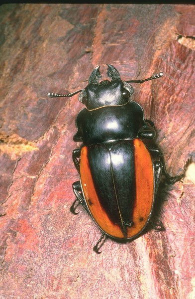 Андрей Жуков