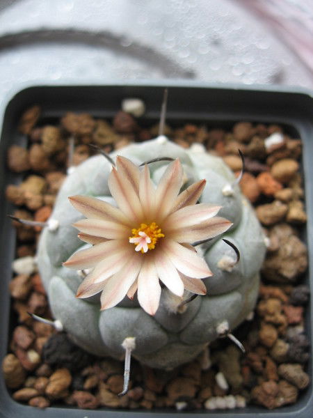 Natalia Cheremshenko