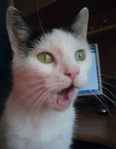 Владимиръ Стах