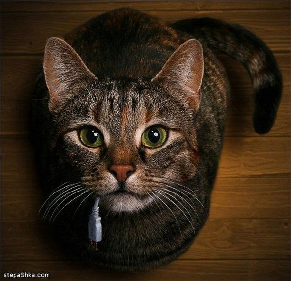 Елена Чернявская