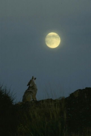 Нодир Мирмахмудов