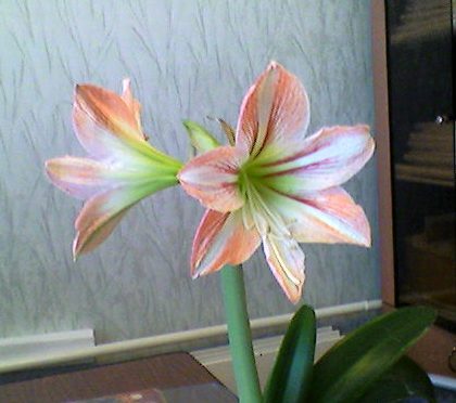 Не Хочу Говорить Не Скажу